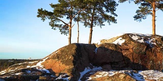 北欧景观。波罗的海上几棵孤零零的松树。多莉