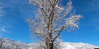 雪吹落了光秃秃的树枝