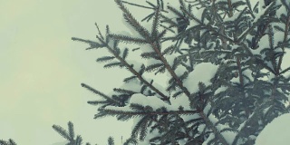 Fir tree in the snow, snowfall.
