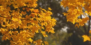 摇摄:阳光下黄色枫叶的树枝