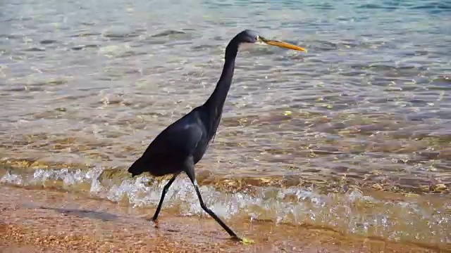 礁鹭在埃及红海的海滩上捕鱼。慢动作