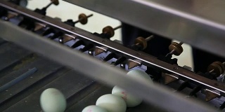 鸡蛋在工厂挑选