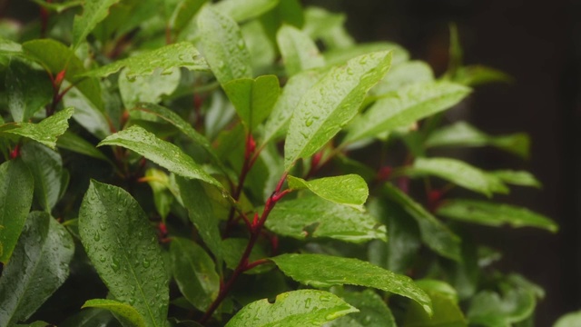 雨滴落在月桂树叶上