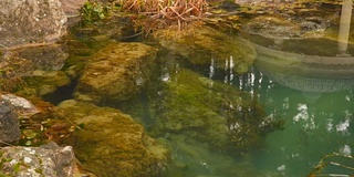 池塘的岩石岸