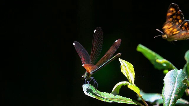蝴蝶和蜻蜓