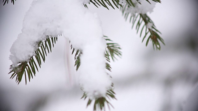 圣诞树的树枝上撒满了雪