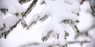 圣诞树的树枝上撒满了雪