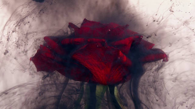 这是一张美丽的玫瑰和墨水在水中混合的照片