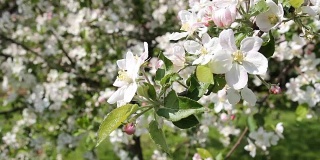 苹果树花。
