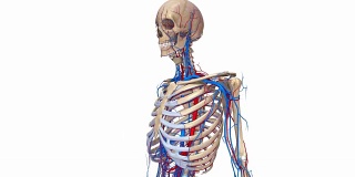 有动脉和静脉的半骨架