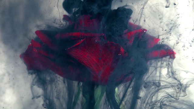 黑色玫瑰，黑色墨水溅在上面。美丽独特的镜头与关系的概念