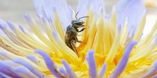 蜜蜂正在采集花蜜。