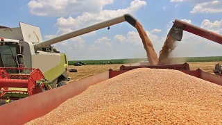 小麦收成视频素材模板下载