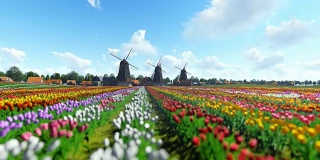 传统的荷兰风车和生机勃勃的郁金香在前景的蓝色天空，平移