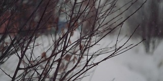 雪花落在松枝上。雪花落在松枝上，构成了一幅冬天的美丽图画
