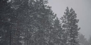 雪花落在松枝上。雪花落在松枝上，构成了一幅冬天的美丽图画