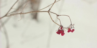 冬天挂在树枝上的红浆果
