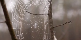 Dew covered spider web sways in the breeze