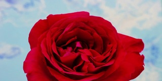 红玫瑰花的生长时间