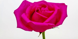 粉红玫瑰花的生长时间
