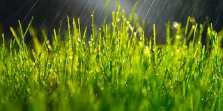 草浇水或湿草