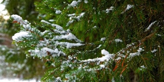 雪在绿色的云杉枝上