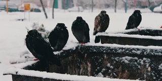 许多冰冻的鸽子坐在一个被雪覆盖的垃圾箱上