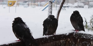 许多冰冻的鸽子坐在一个被雪覆盖的垃圾箱上