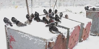 许多冰冻的鸽子坐在一个被雪覆盖的垃圾箱上