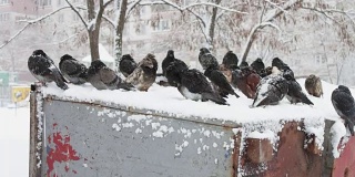 一堆冻鸽子坐在一个被雪覆盖的垃圾箱上