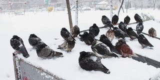 一堆冻鸽子坐在一个被雪覆盖的垃圾箱上