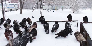 很多灰色的冻僵的鸽子坐在一个被雪覆盖的垃圾箱上