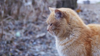 无家可归的红猫在冬季公园的街道上。有趣的城市的猫视频素材模板下载