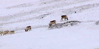 在俄罗斯废弃的北极定居点放牧的北极驯鹿。