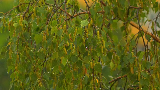 雨点落在绿色的桦树叶子上