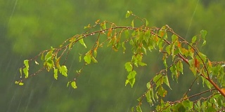 雨点落在绿色的桦树叶子上