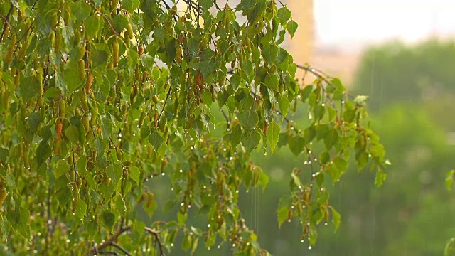 雨点落在绿色的桦树叶子上