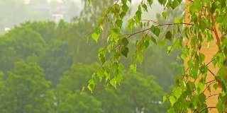 雨点落在绿色的桦树叶子上
