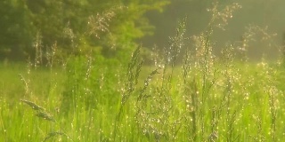 美丽的草地，绿油油的草，晨露。软焦点模糊。