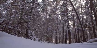 旅行通过美丽的冬天白雪覆盖的森林库存录像