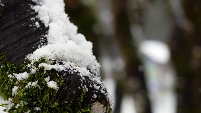 树干被雪覆盖