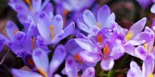 森林里铺满了春天的紫色花朵