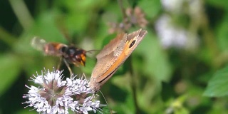 蝴蝶和大黄蜂