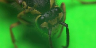 绿色背景上的黄蜂