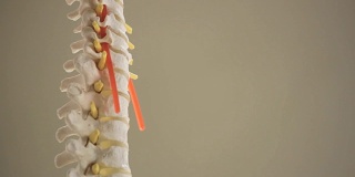 一个脊椎的复制品特写