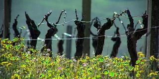 葡萄叶在春天葡萄园西南的法国，波尔多葡萄