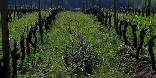 葡萄叶在春天葡萄园西南的法国，波尔多葡萄