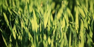 绿色的小麦在风中