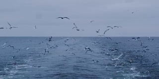 一群海鸥飞在海上寻找食物