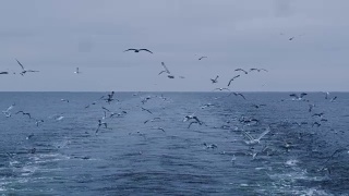 一群海鸥飞在海上寻找食物视频素材模板下载